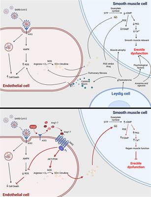 Frontiers An Update on the Relationship of SARS CoV 2 and Male